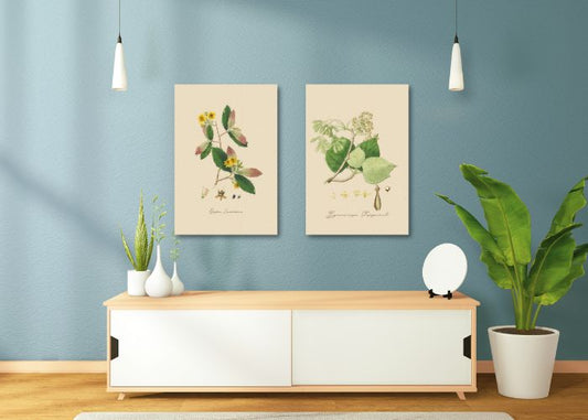 "Gyracarpas Tacquinil – A Botanical Study"