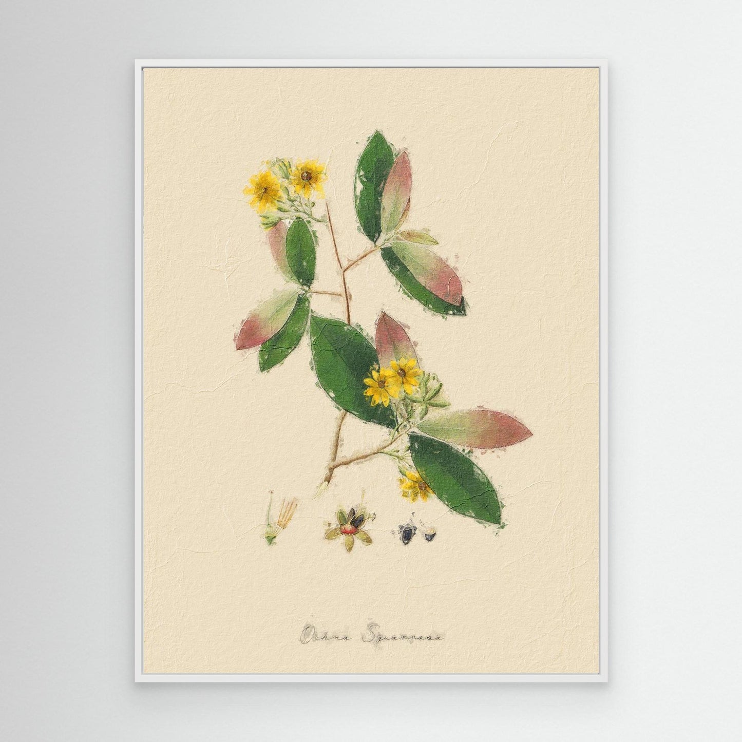 Ochna Qquarrosa Botanical