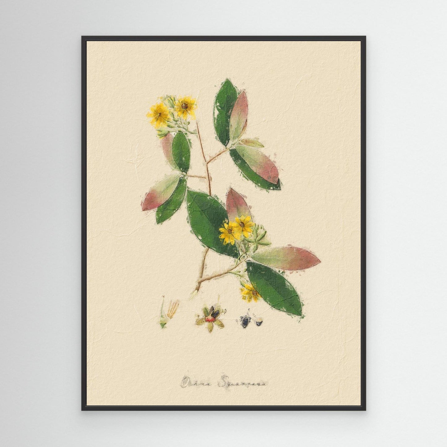 Ochna Qquarrosa Botanical