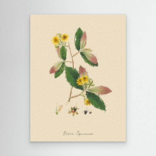 Ochna Qquarrosa Botanical