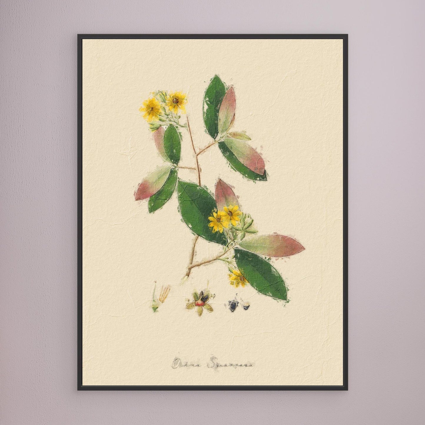 Ochna Qquarrosa Botanical